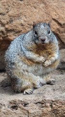 A cute, fat squirrel 