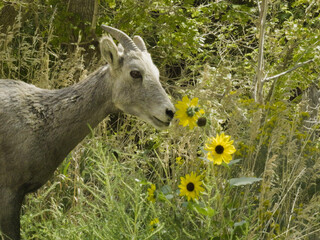 Large deer grazing in the mountains