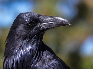 Close up of a large raven