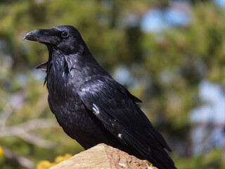 Close up of a large raven