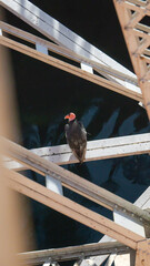 A California condor perched on a bridge