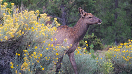 Large deer grazing in the mountains