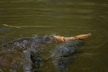 big carp in the lake next to a dry slice of bread