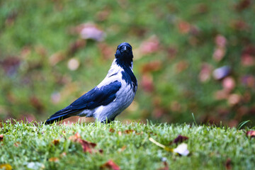 Obraz premium A vibrant blue and white bird perches amidst a lush, verdant landscape, its striking plumage contrasting with the colorful foliage.