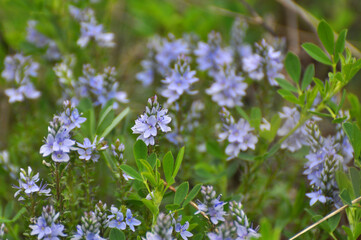 In the spring, the Veronica prostrata blooms among the herbs