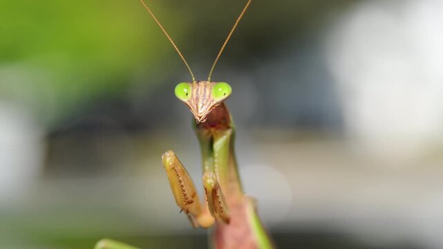 Closeup of a praying mantis standing with a blurred green background. The insect elongated body, folded forelegs, triangle head with visible antennae. 