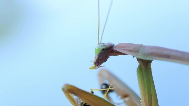 Praying mantis eating a bee on a blurred background. insect sharp forelegs hold bee firmly, predatory nature and survival instincts