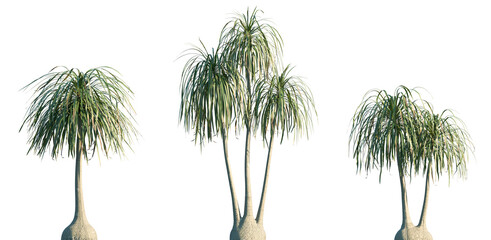 Set of Beaucarnea recurvata (commonly known as the ponytail palm or elephant's-foot tree) frontal isolated png on a transparent background perfectly cutout © Viktoria