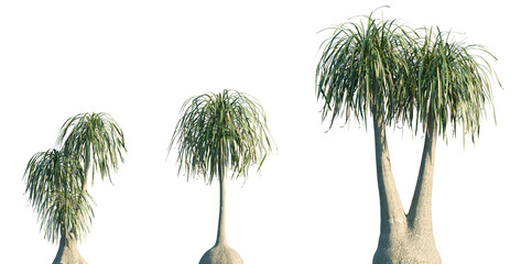 Obraz premium Set of Beaucarnea recurvata (commonly known as the ponytail palm or elephant's-foot tree) frontal isolated png on a transparent background perfectly cutout