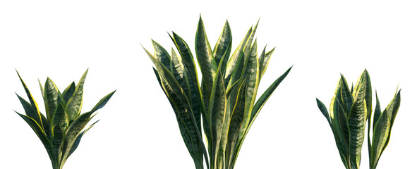 Set of Sansevieria trifasciata (the snake plant, Saint George's sword, mother-in-law's tongue, and viper's bowstring hemp) frontal isolated png on a transparent background perfectly cutout
