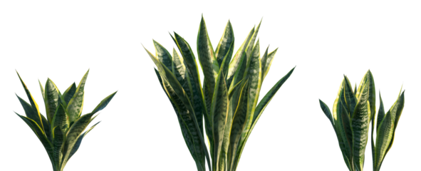 Set of Sansevieria trifasciata (the snake plant, Saint George's sword, mother-in-law's tongue, and viper's bowstring hemp) frontal isolated png on a transparent background perfectly cutout