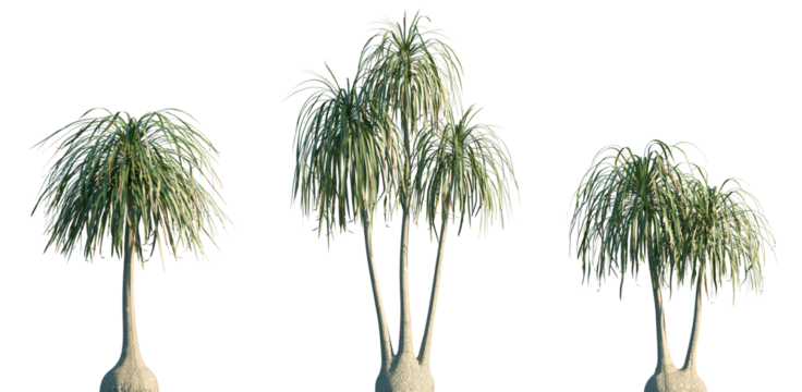 Set of Beaucarnea recurvata (commonly known as the ponytail palm or elephant's-foot tree) frontal isolated png on a transparent background perfectly cutout