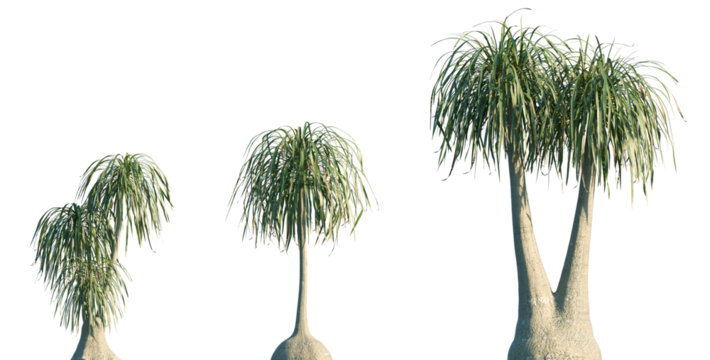 Set of Beaucarnea recurvata (commonly known as the ponytail palm or elephant's-foot tree) frontal isolated png on a transparent background perfectly cutout