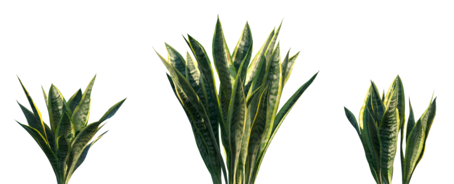 Set of Sansevieria trifasciata (the snake plant, Saint George's sword, mother-in-law's tongue, and viper's bowstring hemp) frontal isolated png on a transparent background perfectly cutout