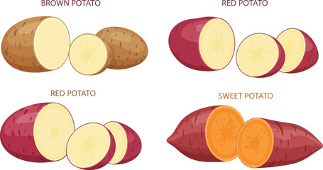 Vector art of four types of potatoes brown, red, and sweet potato