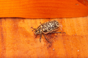 Polyphylla decemlineata female on a wooden plank