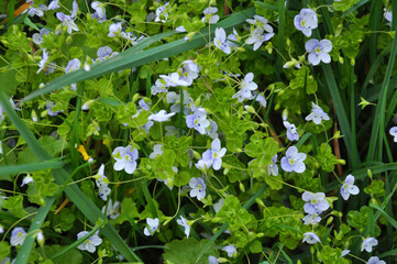 Veronica filiformis blooms in the wild