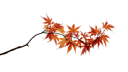autumn leaves isolated on transparent backgroud