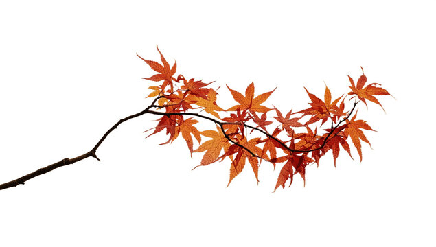 autumn leaves isolated on transparent backgroud
