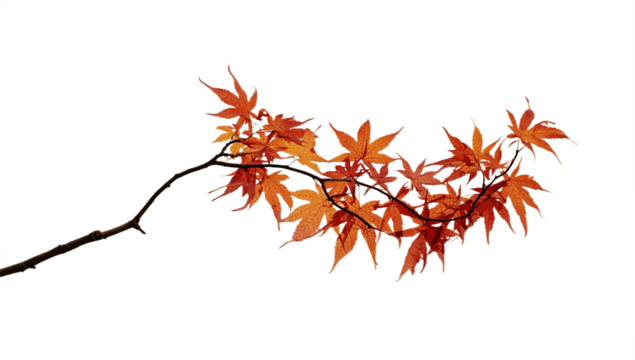 autumn leaves isolated on transparent backgroud