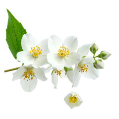 Close-up of delicate white flowers, buds, and green leaves against a black background
