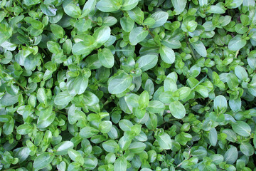 Veronica beccabunga grows in nature