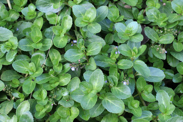 Veronica beccabunga grows in nature