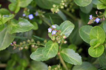Veronica beccabunga grows in nature