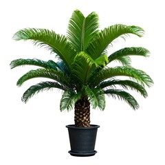 Lush green cycad palm in a dark pot against a pure black background