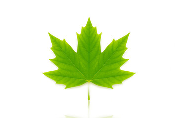 A Beauty And Elegance of A Fresh Green Maple Leaf. A Symbol of Canada And Nature's Splendor, This Leaf Showcases Intricate Details And Vibrant Colors, Making it Perfect for Nature Enthusiasts ...