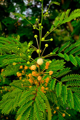 mimoza biała, leucaena leucocephala, white leadtree, white popinac, horse tamarind, ipil-ipil, koa haole, tan-tan	
