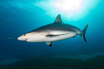 Underwater Shark Scene