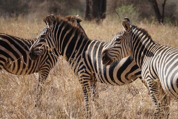 zebras in the serengeti