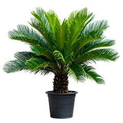 Obraz premium A lush green cycad palm tree in a black pot against a transparent background
