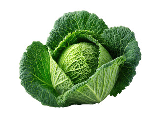 Fototapeta premium Close-up of a vibrant green savoy cabbage head