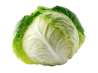 Close-up of a head of fresh cabbage.  Firm, round head with tightly-packed, pale green and white leaves.  Bright, vibrant green outer leaves