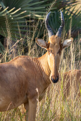 Lelwel hartebeest