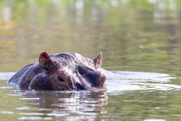 hippopotamus in the river