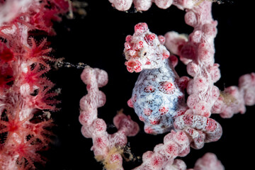 Camouflaged Seahorse among Coral
