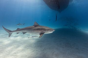 Underwater Scene with Shark and Fish