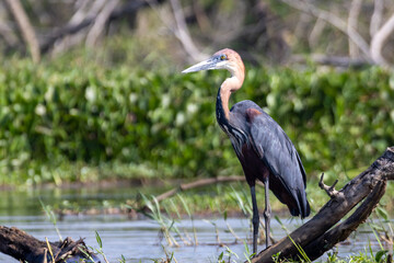 Goliath heron
