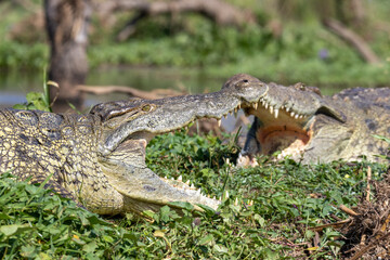 Crocodile sunbathing on the vegetation