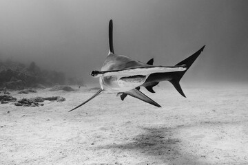 Hammerhead Shark in the Ocean