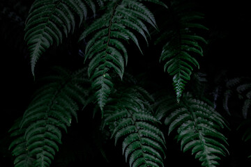 green fern in the dark © Gitano Americano