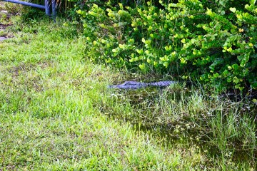 Alligator lounging in lush green grass and foliage, creating a serene natural scene.