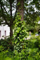 Lush, verdant ivy climbing up the trunk of a towering tree in a tranquil, woodland setting.