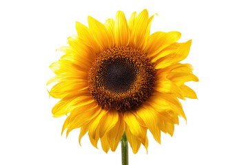 Fototapeta premium Close-up of a vibrant sunflower, with a bright yellow blossom and a dark brown center. Its petals are slightly ruffled, and the stem is visible