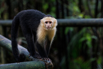 Monkey in jungle