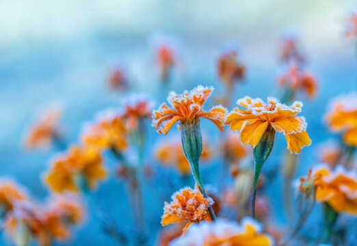 orange marigold flowers covered with cold clear crystals of blue frost on a frosty morning in the autumn garden