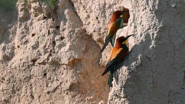 European bee-eater Merops apiaster. Birds in the quarry next to the burrow. Slow motion. Close up.
